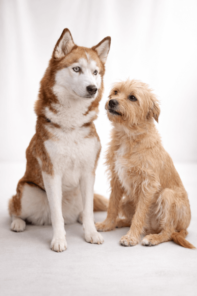 Blije golden retriever tijdens een wandeling in Leeuwarden
